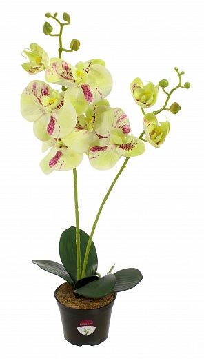 Orchid Phalaenopsis Camira