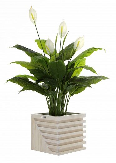 Spathiphyllum Triere cachepot Dekollete Stream