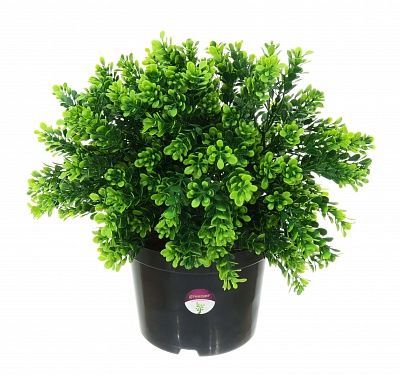 Boxwood Tavai in cachepot