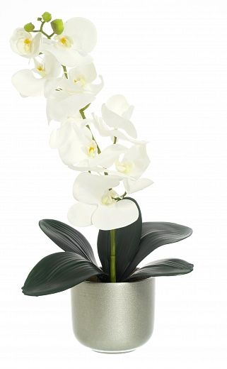 Orchid Meli planter Dekollete 12