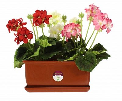 Geranium Asti cachepot Dekollete Bonsai