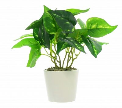 Tradescantia Lani Dekollete Piccolo planter 8