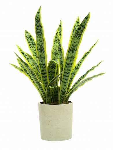 Sansevieria Gurun Cinco Cachepot Dekollete Concrete 17