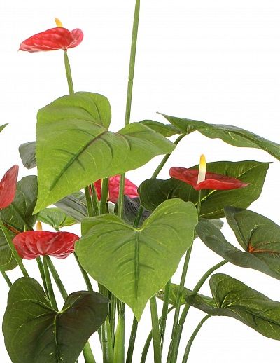 Anthurium Tavira cachepot Dekollete Cuno 46 Eco