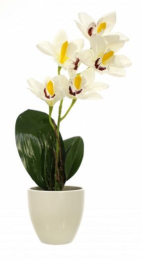 Dendrobium orchid Faya cachepot Dekollete 15