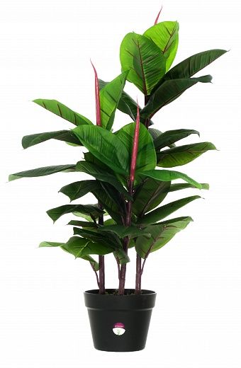 Ficus robusta Jance