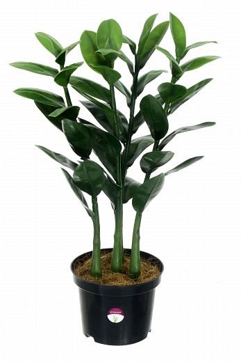 Zamioculcas Cargon Quattro