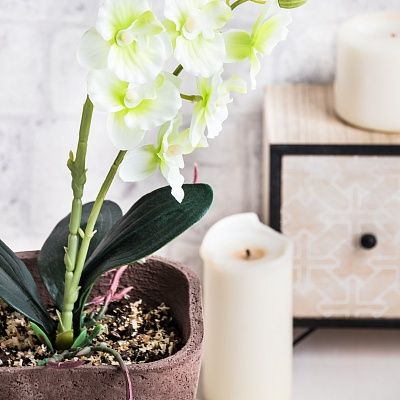 Orchid Phalaenopsis Seattle cachepot Dekollete Concrete