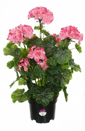 Geranium Ayal