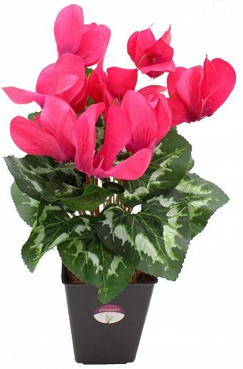 Cyclamen Rodis