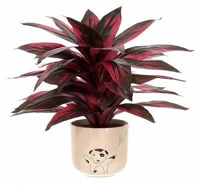 Calathea Sant