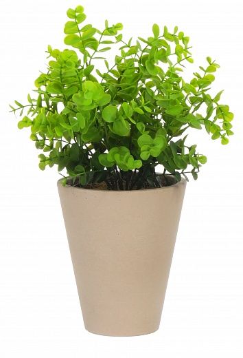 Eucalyptus Lozanne pot Dekollete Concrete 17