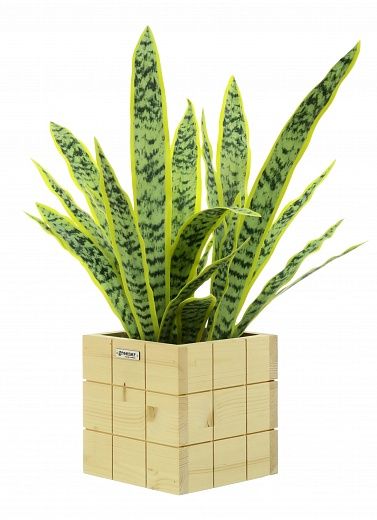 Sansevieria Gurun Cinco cachepot Dekollete Chess 20