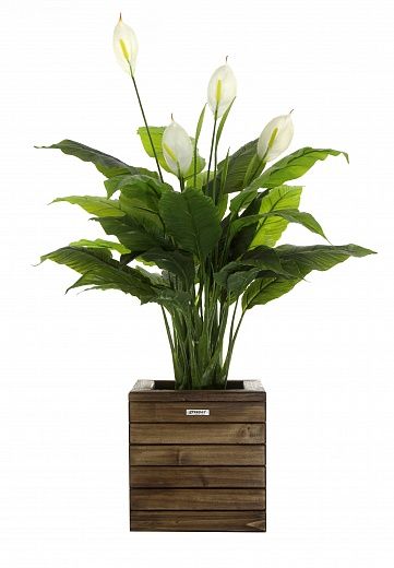 Spathiphyllum Triere cachepot Dekollete Roca Cube 30