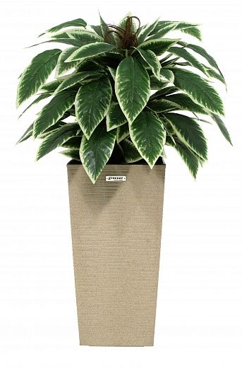 Croton Claire Cachepot Dekollete Kuno 46 Eco