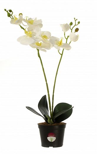 Orchid Phalaenopsis Camira