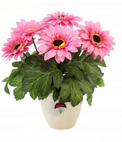 Gerbera Laura cachepot Dekollete 12 available to order 6 pieces