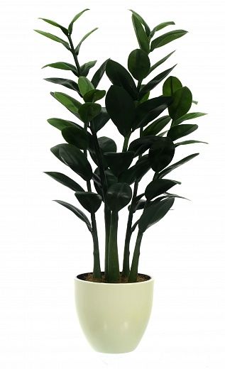 Zamioculcas Cargon Cinco