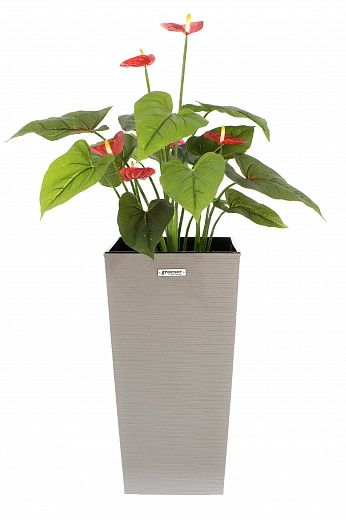 Anthurium Tavira cachepot Dekollete Kuno 46 Eco