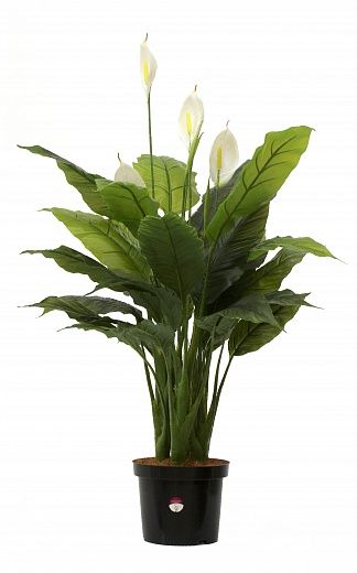 Spathiphyllum Triere