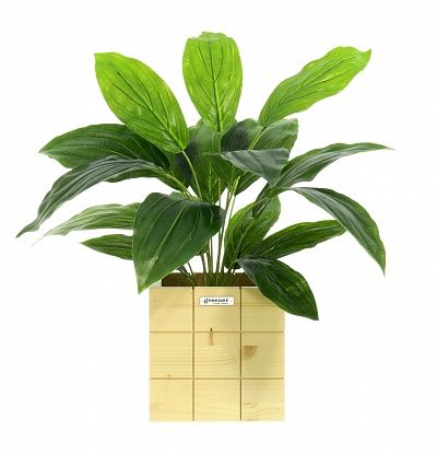 Hosta Selena cachepot Dekollete Chess 20