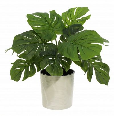 Monstera Moran Duo cachepot Dekollete Clasico 19