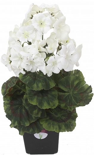 Geranium Ayal