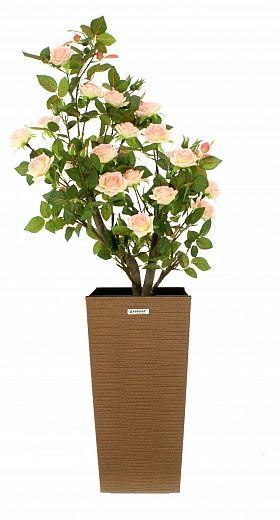 Rose Neiva cachepot Dekollete Kuno 46 Eco