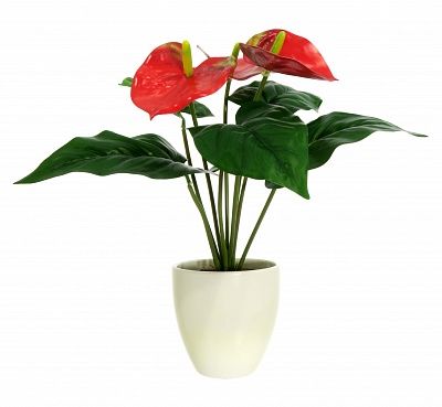 Anthurium Taru cachepot Dekollete Silver 12