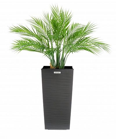 Palm Pichino Fitta Cachepot Dekollete Kuno 46 Echo