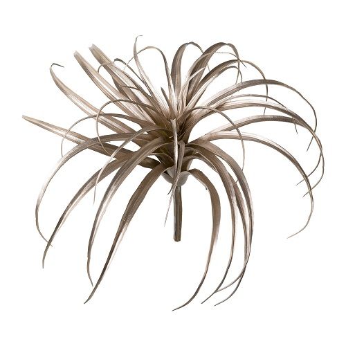 Tillandsia H30 cm champagne