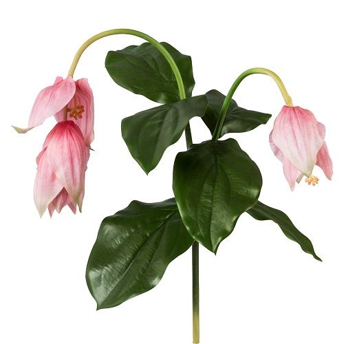 Medinilla H78 cm pink