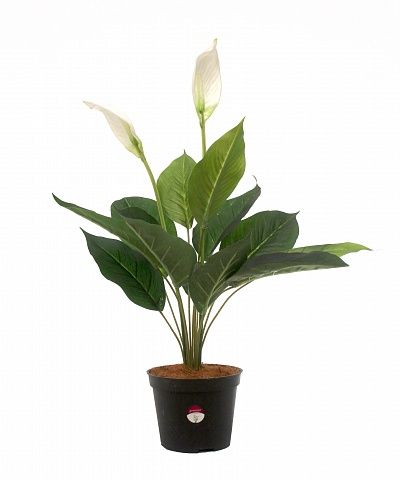 Spathiphyllum Venti