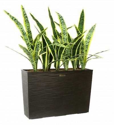 Sansevieria Gurun Dose Cachepot Dekollete 37