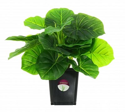 Philodendron Fargo in cachepot available to order 3 pieces