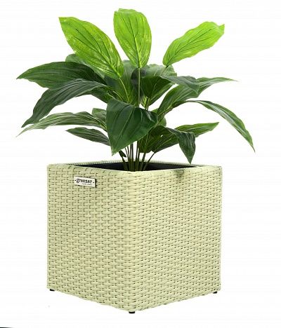 Hosta Selena cachepot Dekollete Rattan Cube 32