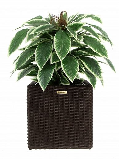 Croton Claire Cachepot Dekollete Rattan Cube 32