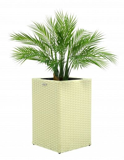 Palm Pichino Fitta cachepot Dekollete Rattan Cube 50