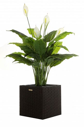 Spathiphyllum Triere cachepot Dekollete Rattan Cube 32