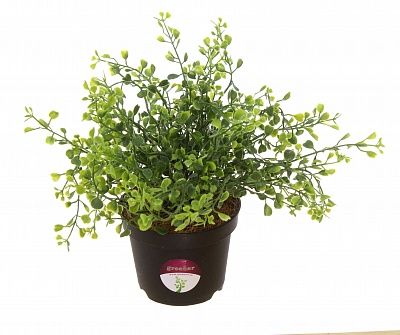 Boxwood Eucalyptus in a cachepot