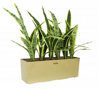 Sansevieria Gurun Dos cachepot Dekollete 19