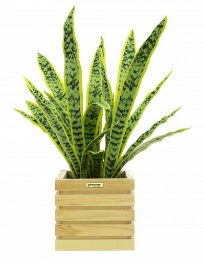 Sansevieria Gurun Cinco cachepot Dekollete Bandas 20 color