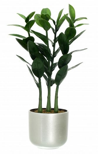 Zamioculcas Cargon Quattro