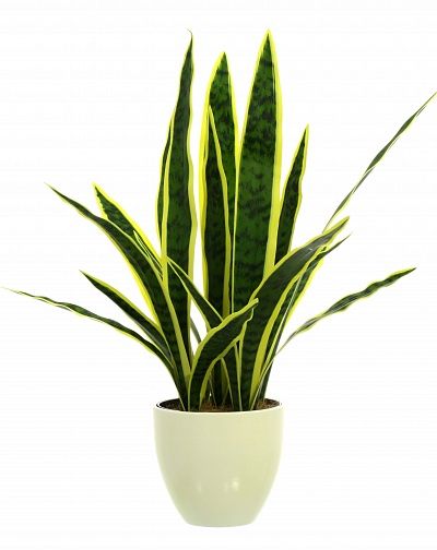 Sansevieria Gurun Cinco