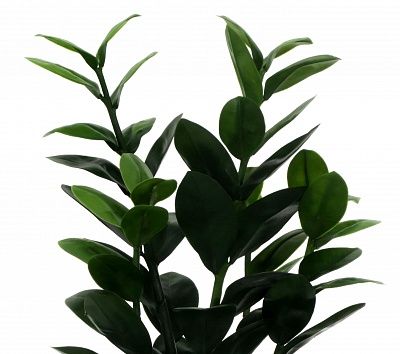 Zamioculcas Cargon Cinco cachepot Dekollete Chess 20