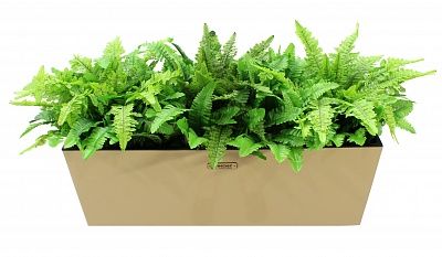 Fern Nephrolepis Jaffe Q cachepot Dekollete 19