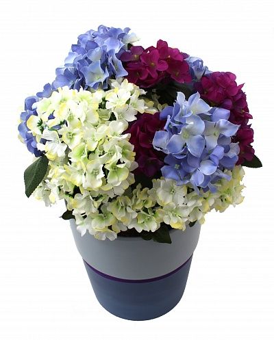 Hydrangea Rona cachepot Dekollete Bort 22