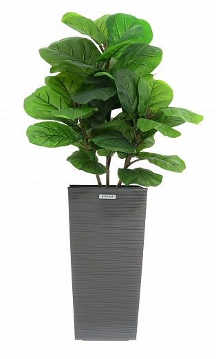 Ficus Lirata Alto cachepot Dekollete Kuno 46 Eco