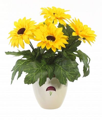 Gerbera Laura cachepot Dekollete 12 available to order 6 pieces