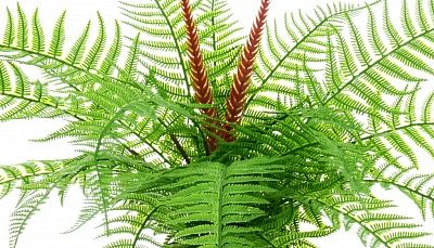 Awaji fern in pot